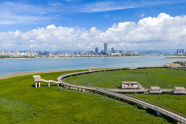 istock Mangrove forests by the city's seaside 2237627603