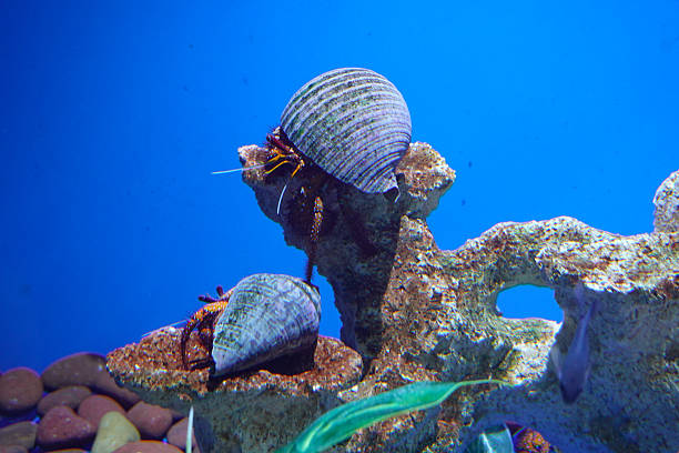 A reef tank of soft corals and live rock fills the frame. Controlled lighting and clear glass render textures faithfully, providing a versatile aquarium stock image.