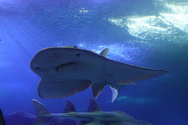 istock Ray swimming across a dark blue chamber 2237629605