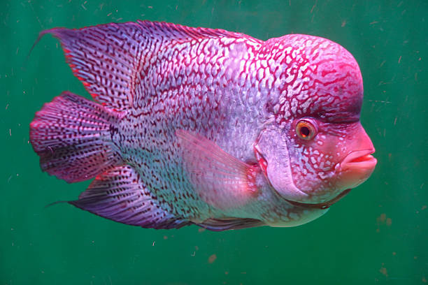 A flowerhorn cichlid with a pronounced nuchal hump swims through even light. Its saturated scales and crisp profile make a straightforward identification image for hobby or education uses.