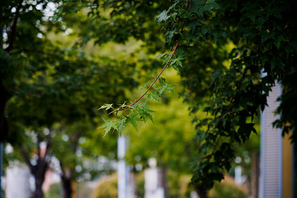 istock Branches with green maple leaves in summer. 2237630083