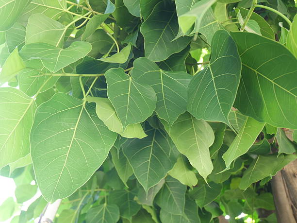 istock The green Bodhi leaf is sunlit 2237630498