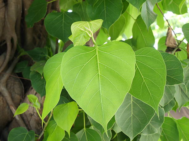 istock The green Bodhi leaf is sunlit 2237630501