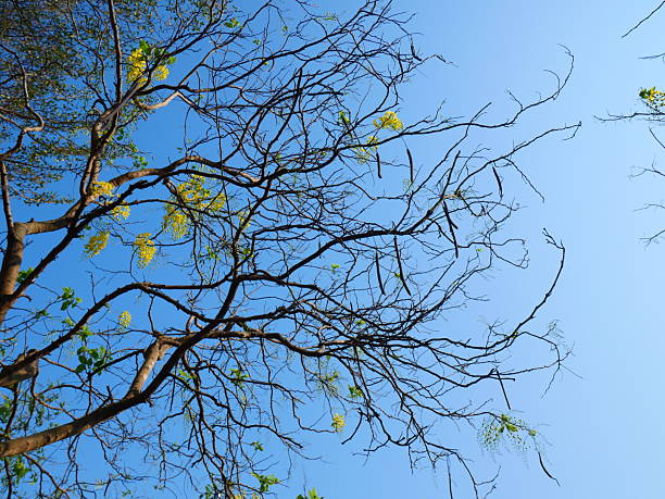 istock Bare Branches of the Golden Shower Tree Against a Clear Blue Sky 2237630510