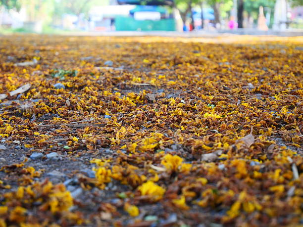 A Carpet of Fallen Yellow and Brown Petals