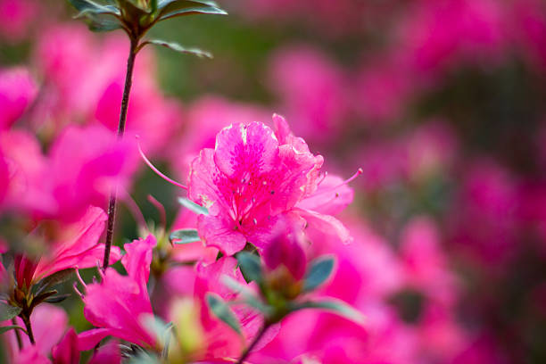 Pink Japanese Azalea on white background.