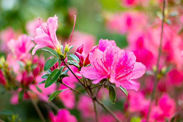 istock Beautiful pink azalea flowers close up 2237631102