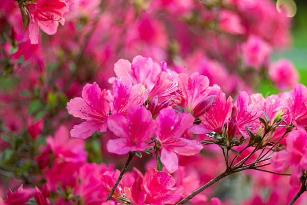 istock Beautiful pink azalea flowers close up 2237631828