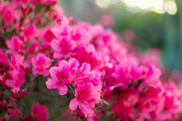 istock Beautiful pink azalea flowers close up 2237631869