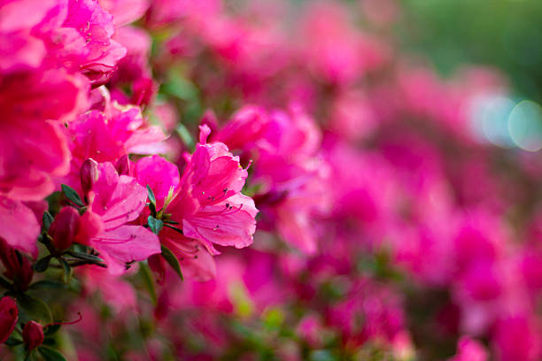 istock Beautiful pink azalea flowers close up 2237631917