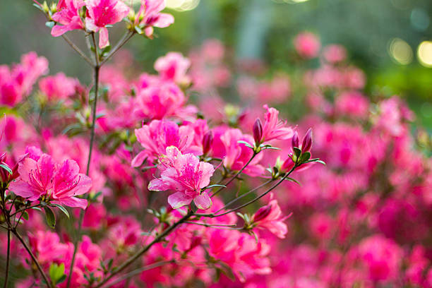 istock Beautiful pink azalea flowers close up 2237631930