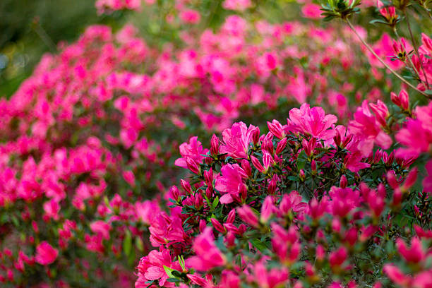 istock Beautiful pink azalea flowers close up 2237632134
