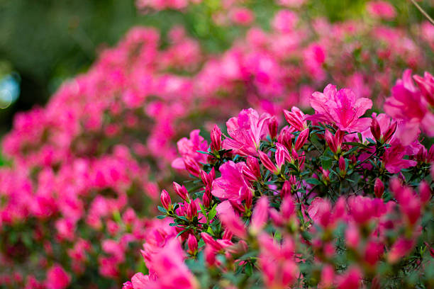 istock Beautiful pink azalea flowers close up 2237632191