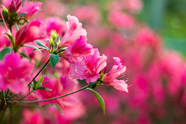 istock Beautiful pink azalea flowers close up 2237632311