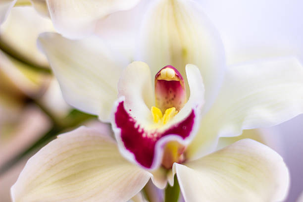 Beautiful white orchid close up