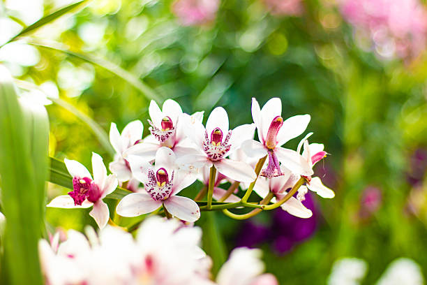 istock Beautiful white orchid close up 2237632901