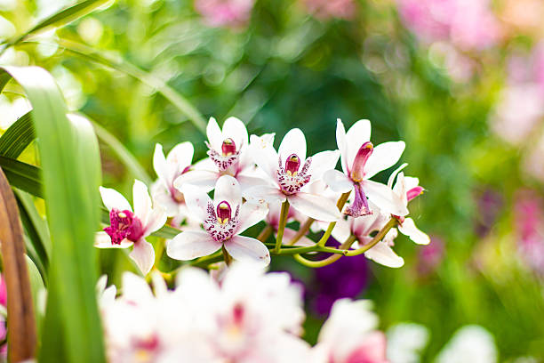 istock Beautiful white orchid close up 2237632929