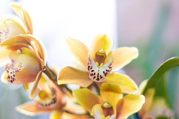 Beautiful yellow orchid close up