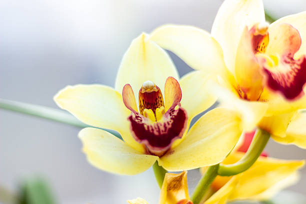Beautiful yellow orchid close up