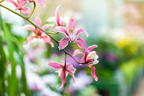 istock Beautiful pink orchid close up 2237633991