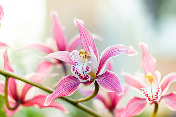 istock Beautiful pink orchid close up 2237634043