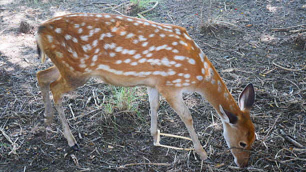 istock Spotted Deer Foraging in the Shade 2237634646