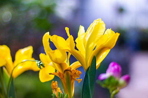 Beautiful yellow Iris flowers close up