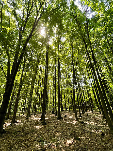 istock Sunlight streaming through green forest canopy, illuminating woods 2237636415