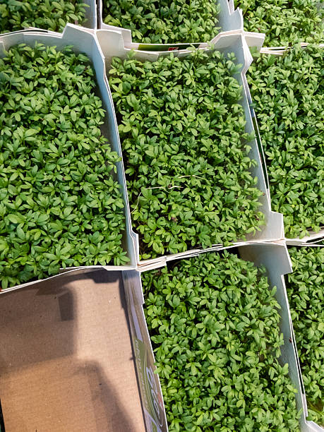 Fresh green cress sprouts growing in various cardboard containers