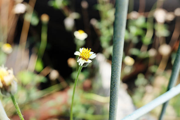 White flowers garden background