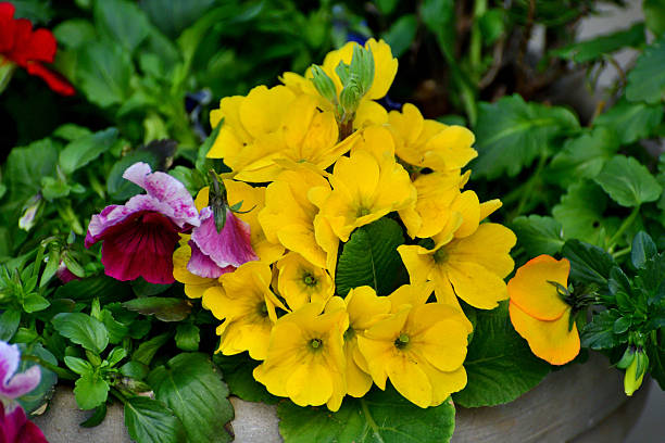 Primula Julian is hybrid of primula polyantha and primula juliae. This popular species in Japan was introduced by repeated crossing of these two species. It is perennial plant, but in Japan it is normally used as annual, because it is difficult for the species to survive the hot summer in the outside. It blooms from November to April and suitable for use in garden beds and borders as well as in containers. The showy flower color ranges from red, red purple, pink, orange, blue, white, yellow to shades in between.