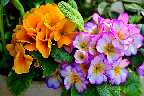 Primula Julian is hybrid of primula polyantha and primula juliae. This popular species in Japan was introduced by repeated crossing of these two species. It is perennial plant, but in Japan it is normally used as annual, because it is difficult for the species to survive the hot summer in the outside. It blooms from November to April and suitable for use in garden beds and borders as well as in containers. The showy flower color ranges from red, red purple, pink, orange, blue, white, yellow to shades in between.
