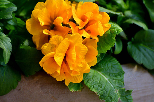 Primula Julian is hybrid of primula polyantha and primula juliae. This popular species in Japan was introduced by repeated crossing of these two species. It is perennial plant, but in Japan it is normally used as annual, because it is difficult for the species to survive the hot summer in the outside. It blooms from November to April and suitable for use in garden beds and borders as well as in containers. The showy flower color ranges from red, red purple, pink, orange, blue, white, yellow to shades in between.