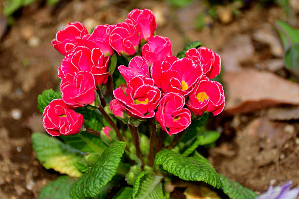 Primula Julian is hybrid of primula polyantha and primula juliae. This popular species in Japan was introduced by repeated crossing of these two species. It is perennial plant, but in Japan it is normally used as annual, because it is difficult for the species to survive the hot summer in the outside. It blooms from November to April and suitable for use in garden beds and borders as well as in containers. The showy flower color ranges from red, red purple, pink, orange, blue, white, yellow to shades in between.