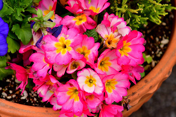 Primrose