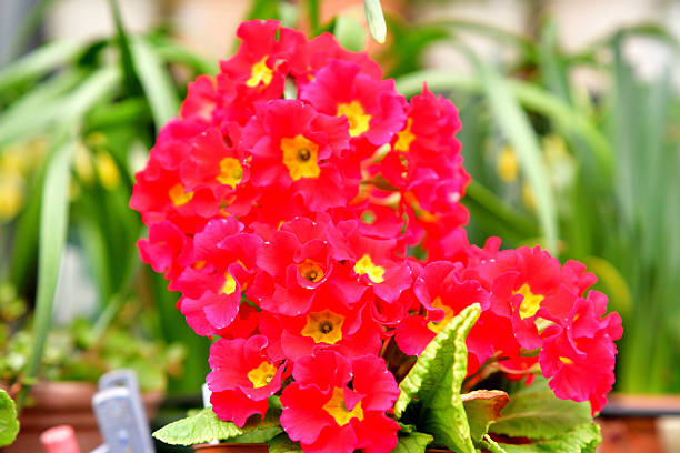 Primula Julian is hybrid of primula polyantha and primula juliae. This popular species in Japan was introduced by repeated crossing of these two species. It is perennial plant, but in Japan it is normally used as annual, because it is difficult for the species to survive the hot summer in the outside. It blooms from November to April and suitable for use in garden beds and borders as well as in containers. The showy flower color ranges from red, red purple, pink, orange, blue, white, yellow to shades in between.