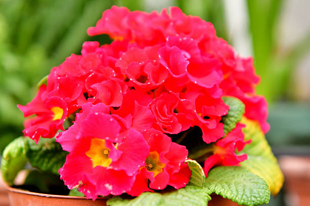 Red Blossom in Spring Time