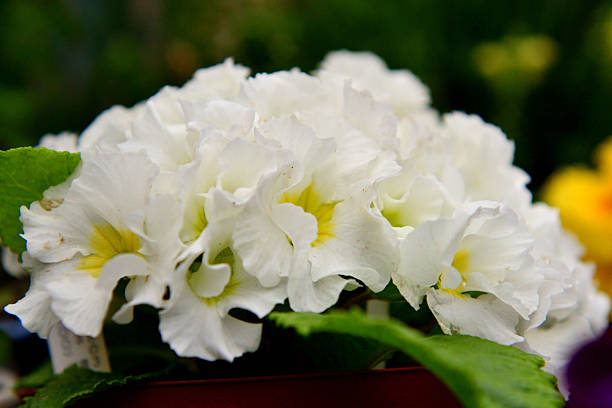 Primula Julian is hybrid of primula polyantha and primula juliae. This popular species in Japan was introduced by repeated crossing of these two species. It is perennial plant, but in Japan it is normally used as annual, because it is difficult for the species to survive the hot summer in the outside. It blooms from November to April and suitable for use in garden beds and borders as well as in containers. The showy flower color ranges from red, red purple, pink, orange, blue, white, yellow to shades in between.