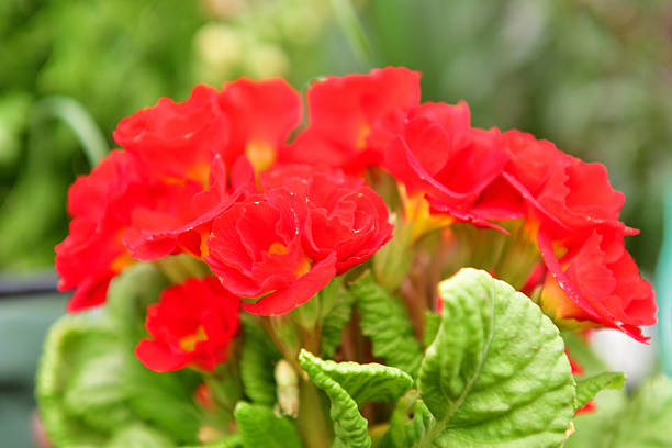 Primula Julian is hybrid of primula polyantha and primula juliae. This popular species in Japan was introduced by repeated crossing of these two species. It is perennial plant, but in Japan it is normally used as annual, because it is difficult for the species to survive the hot summer in the outside. It blooms from November to April and suitable for use in garden beds and borders as well as in containers. The showy flower color ranges from red, red purple, pink, orange, blue, white, yellow to shades in between.