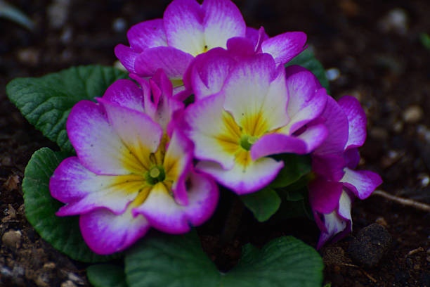 This captivating photograph captures the early essence of spring with the emergence of delicate purple primroses. These vibrant blooms, heralding the arrival of the new season, add splashes of color to the awakening landscape. Against the backdrop of nature's rejuvenation, these primroses symbolize hope, renewal, and the promise of warmer days to come. Embrace the beauty of nature's awakening as these resilient flowers announce the end of winter's slumber and the beginning of a new chapter.