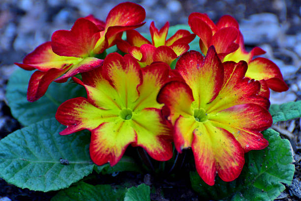 Primula Julian is hybrid of primula polyantha and primula juliae. This popular species in Japan was introduced by repeated crossing of these two species. It is perennial plant, but in Japan it is normally used as annual, because it is difficult for the species to survive the hot summer in the outside. It blooms from November to April and suitable for use in garden beds and borders as well as in containers. The showy flower color ranges from red, red purple, pink, orange, blue, white, yellow to shades in between.