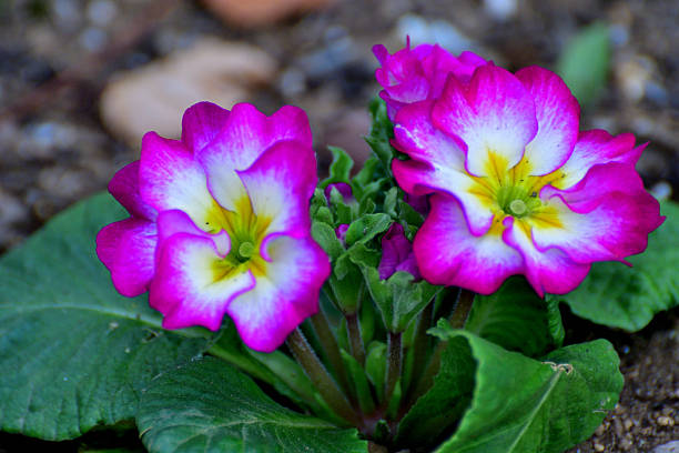 Purple primrose close-up. Many flowers. Grows in a natural environment in the garden