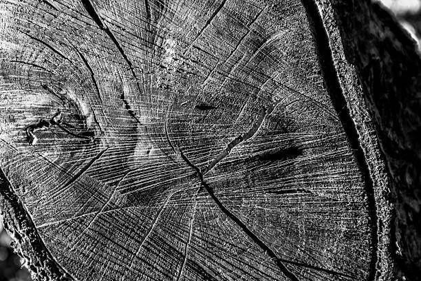 Close-up black and white view of a tree trunk cross section showing growth rings and natural cracks