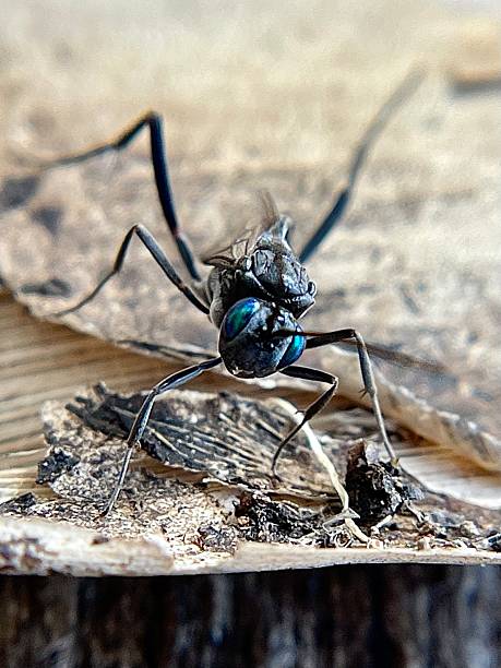 istock Blue-eyed ensign wasp in Maui Hawaii 2237642362
