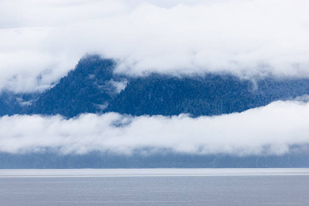 Heavy mist over a fjord shoreline forest area.