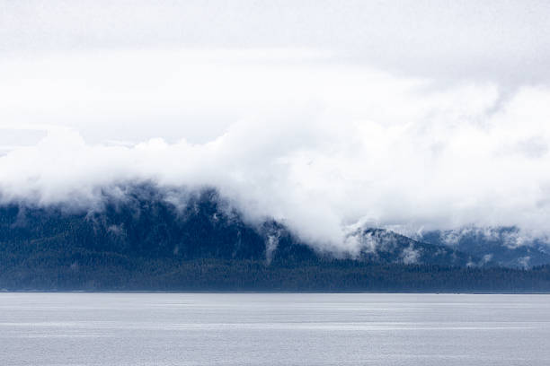 Heavy mist over a fjord shoreline forest area.