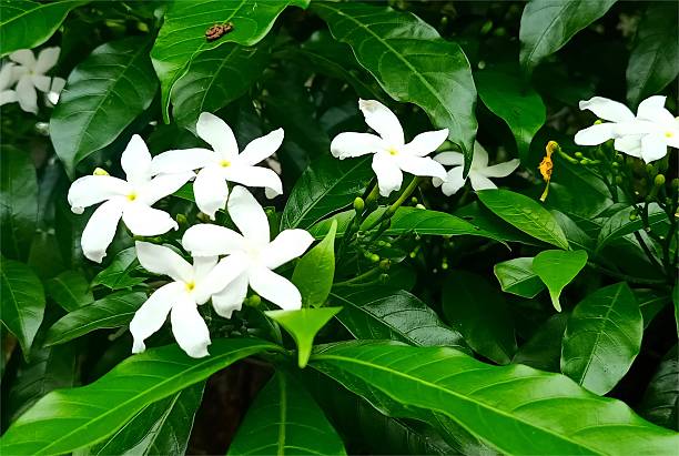 istock white jasmine flower with green leaves 2237644180