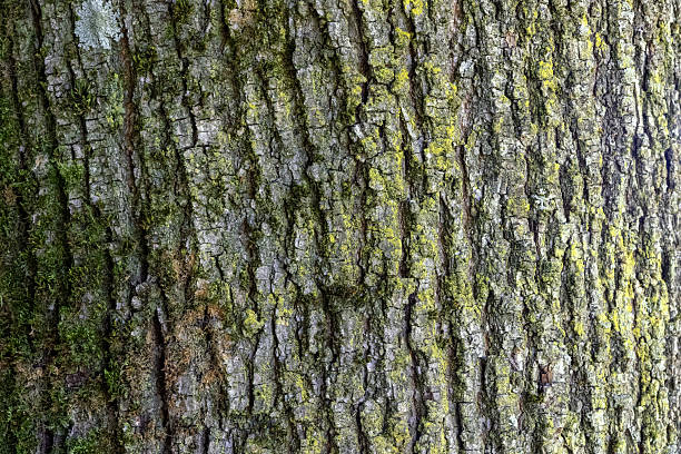 istock Close up tree bark texture as a wooden background 2237653649