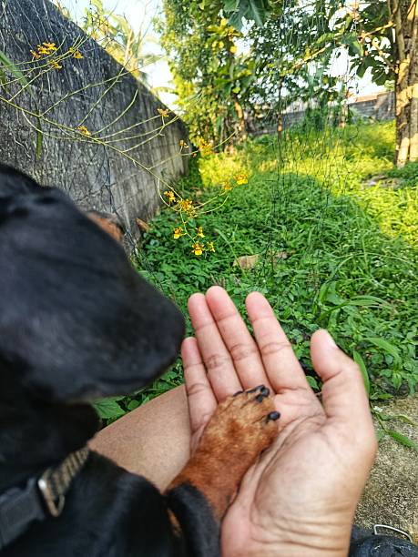 A small dog placing its paw on a person’s hand outdoors.