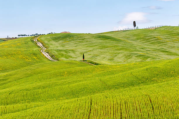 istock Dirt road over a rolling field landscape 2237656296